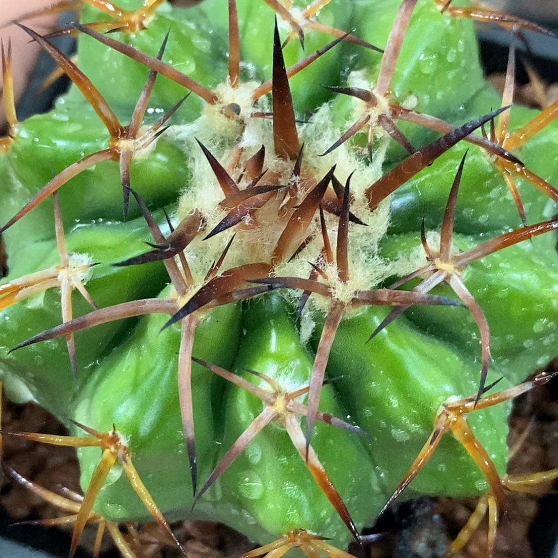 孤品实生优质铃木粗刺圆盘玉7cm捡漏福利