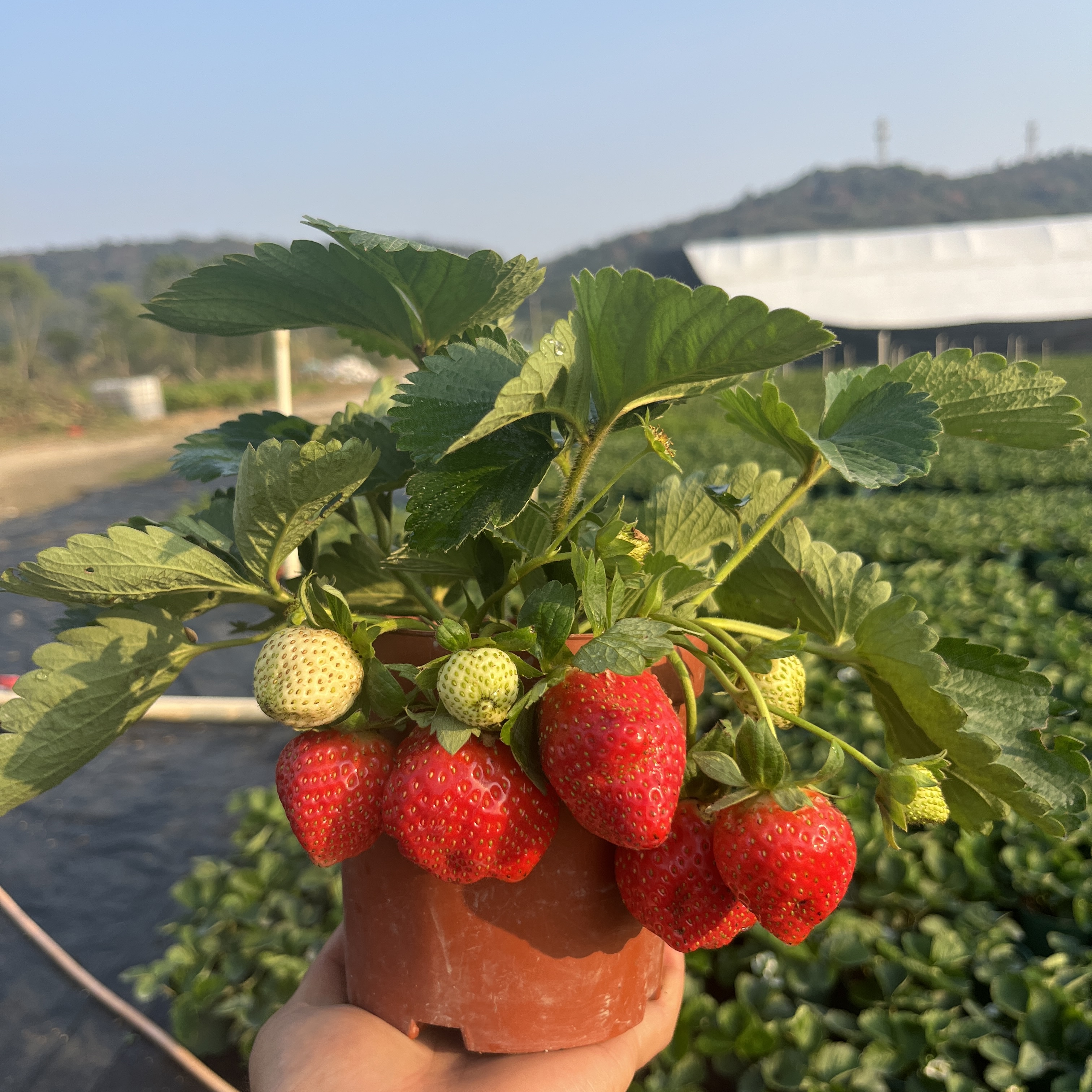 草莓苗盆栽奶油带花带果带土丹东四季结果阳台种植红颜特大盆