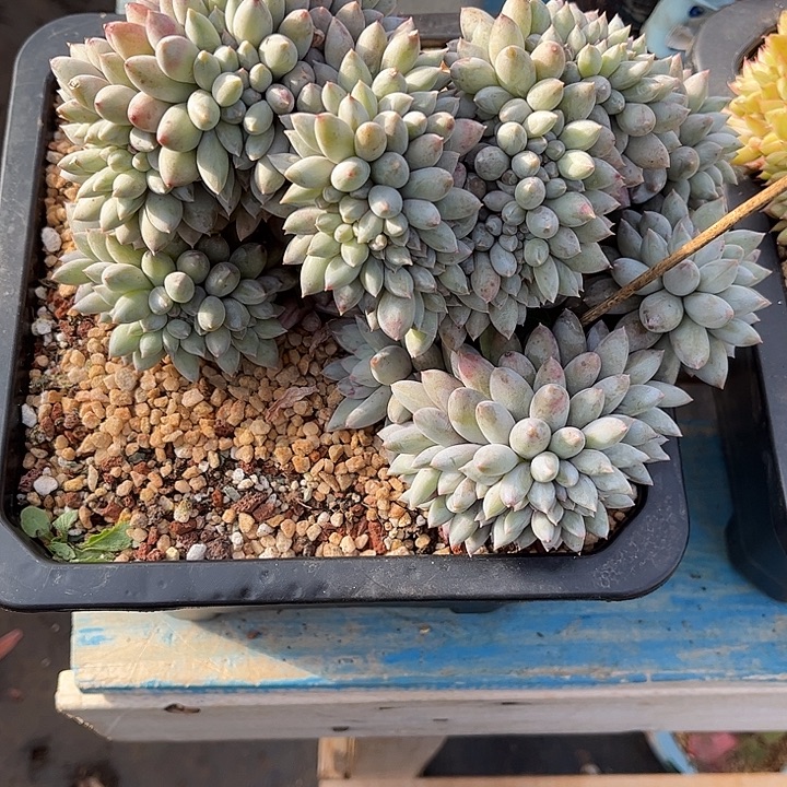 多肉植物一物一拍