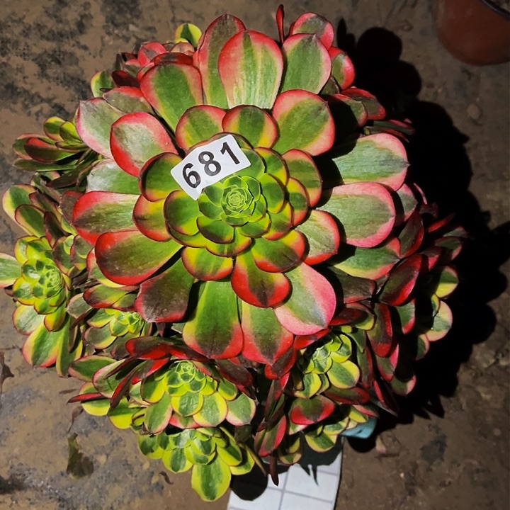 681奶白宽锦多肉植物处理不售后