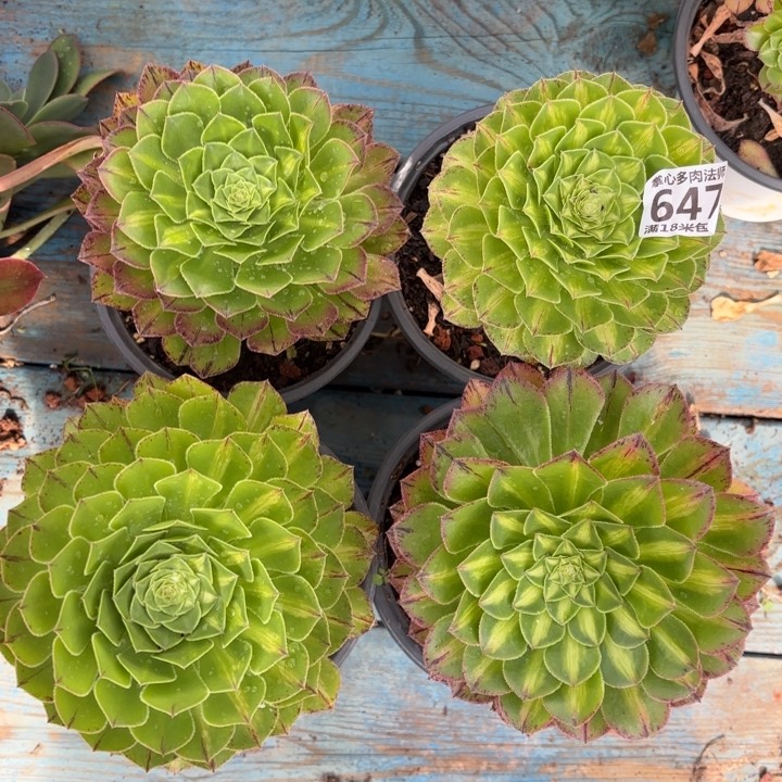 647四颗不花脸知否掌心多肉法师锦不包侧枝断枝