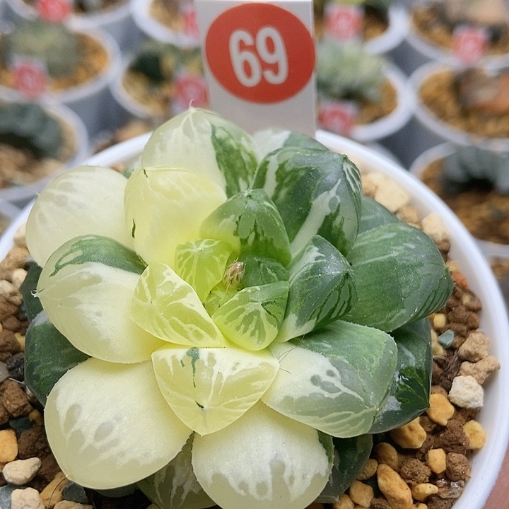 69玛琳锦111111111