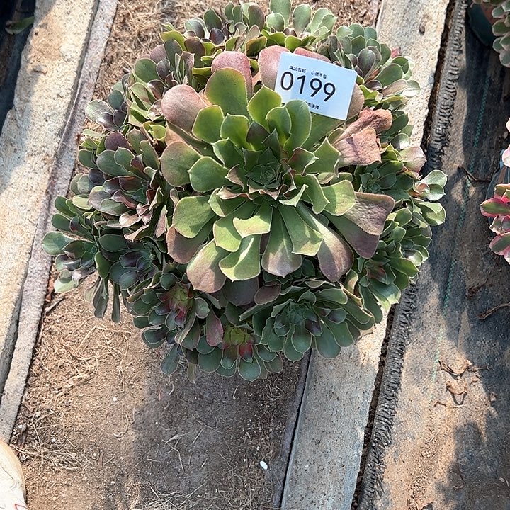 芳***姐0199七彩多肉植物