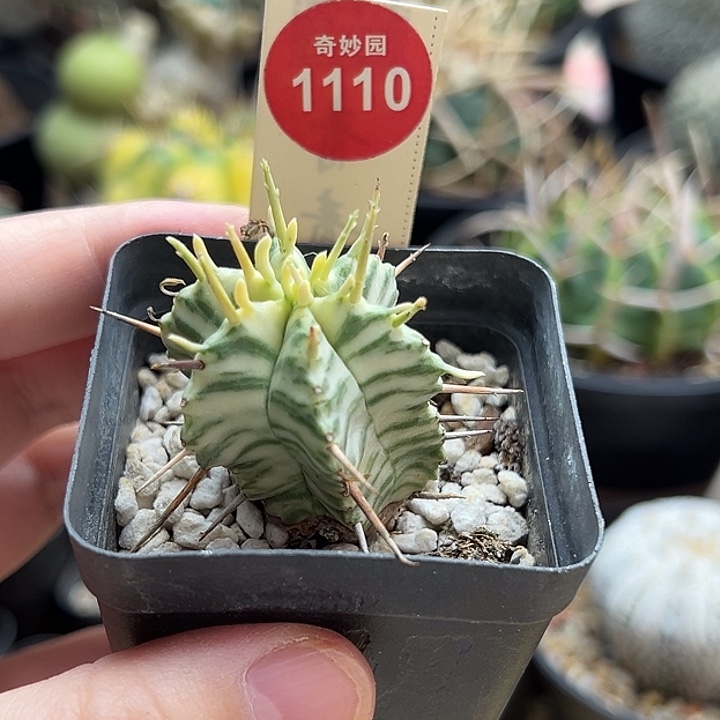 斑马锦3.1cm一棵仙人球