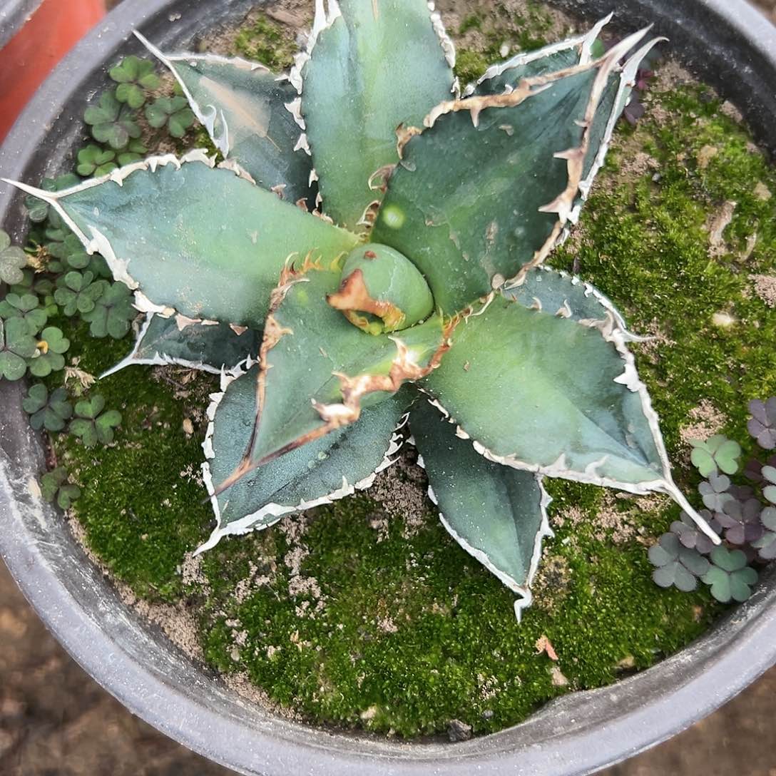 多肉植物海王龙舌兰