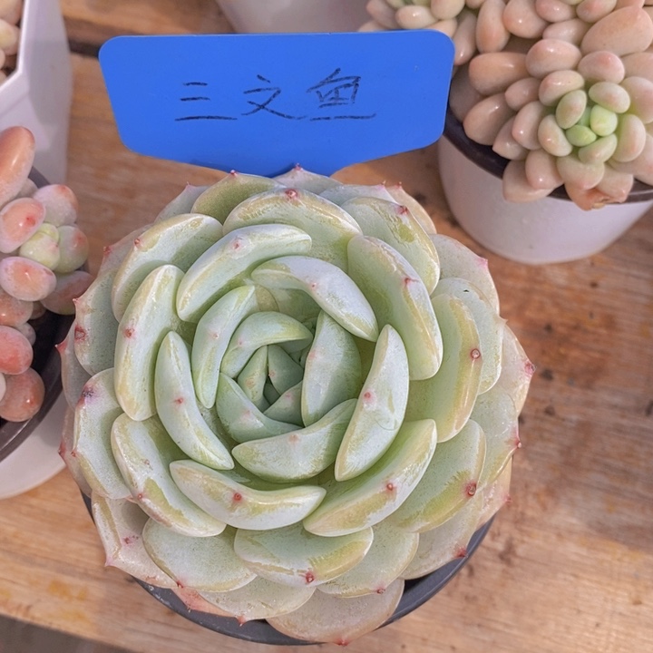 多肉植物，开心多肉