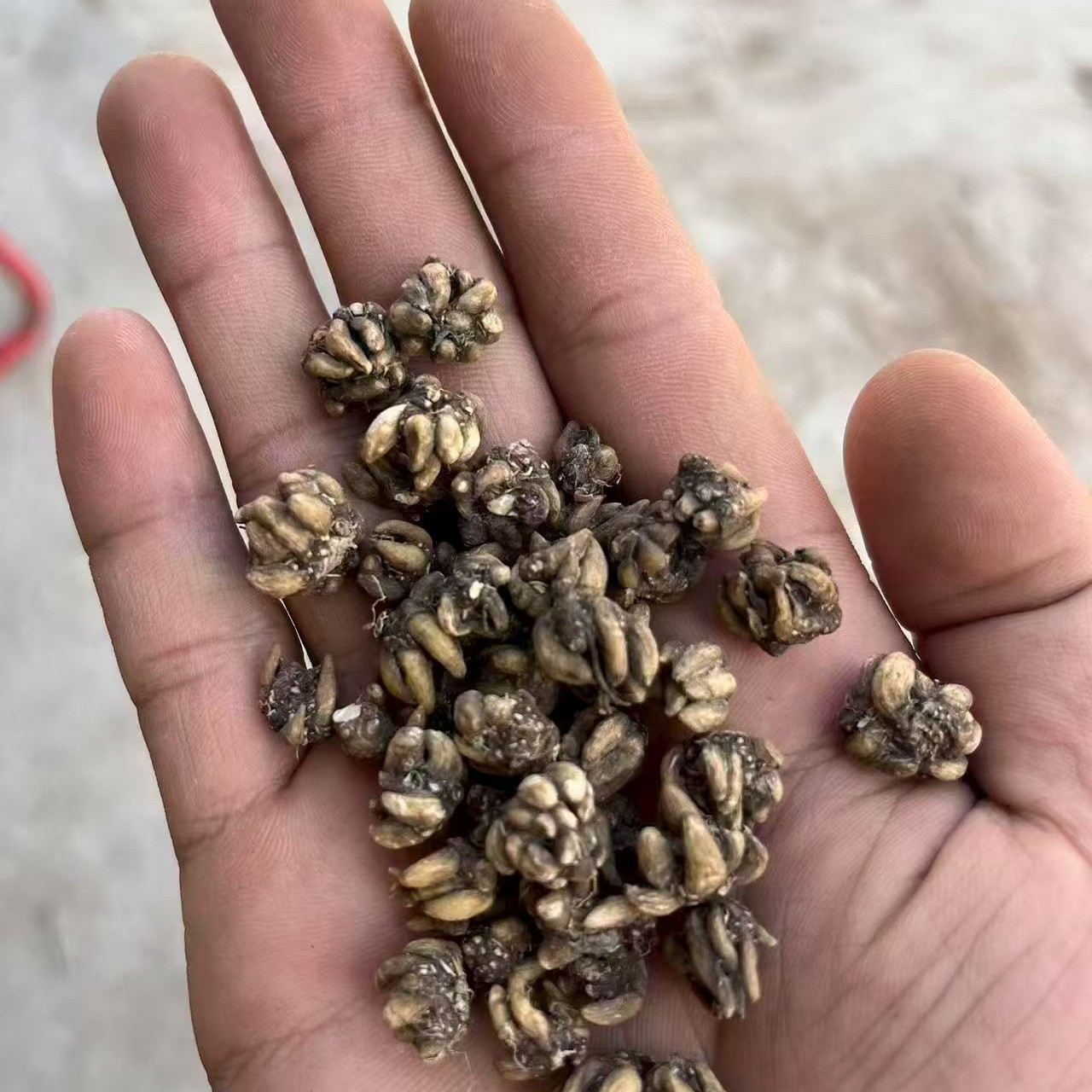 野生猫爪草无硫爪爪明显可搭配桑黄夏枯草蒲公英