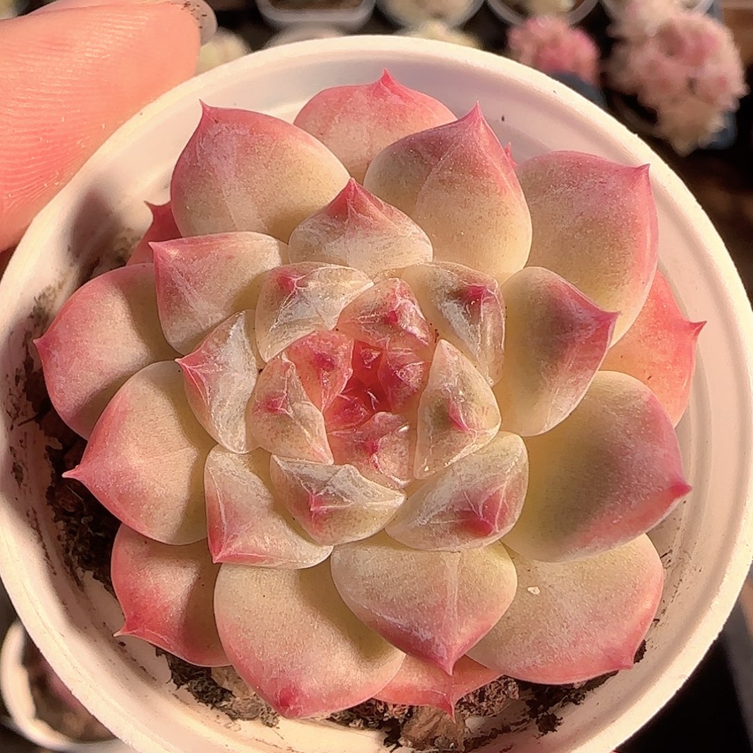 多肉1127-105秘境冰魄