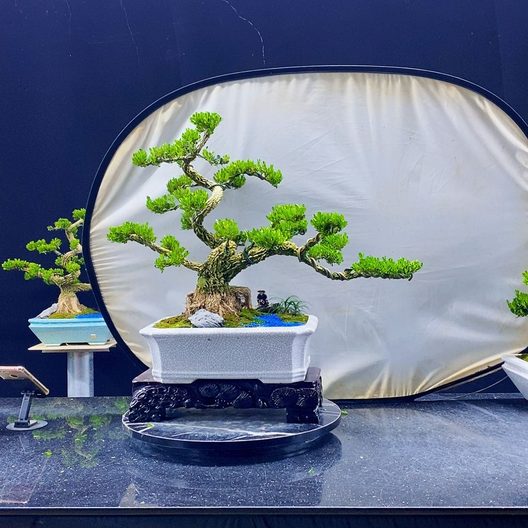 无花朵盆景造型艺术