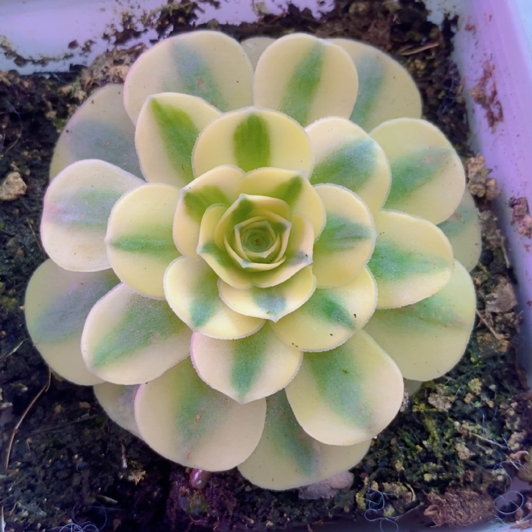 山地玫瑰一物一拍0088