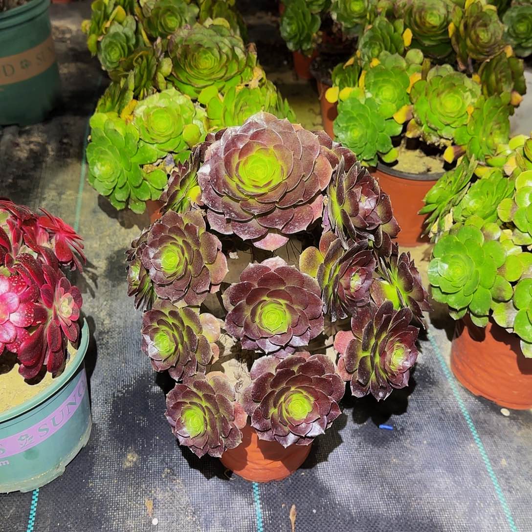 多肉植物赤焰连老庄