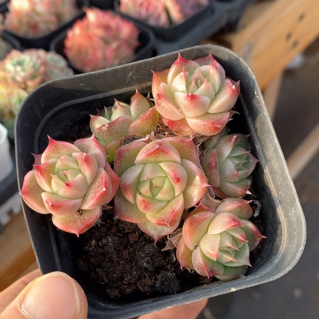 精品多肉一物一拍148