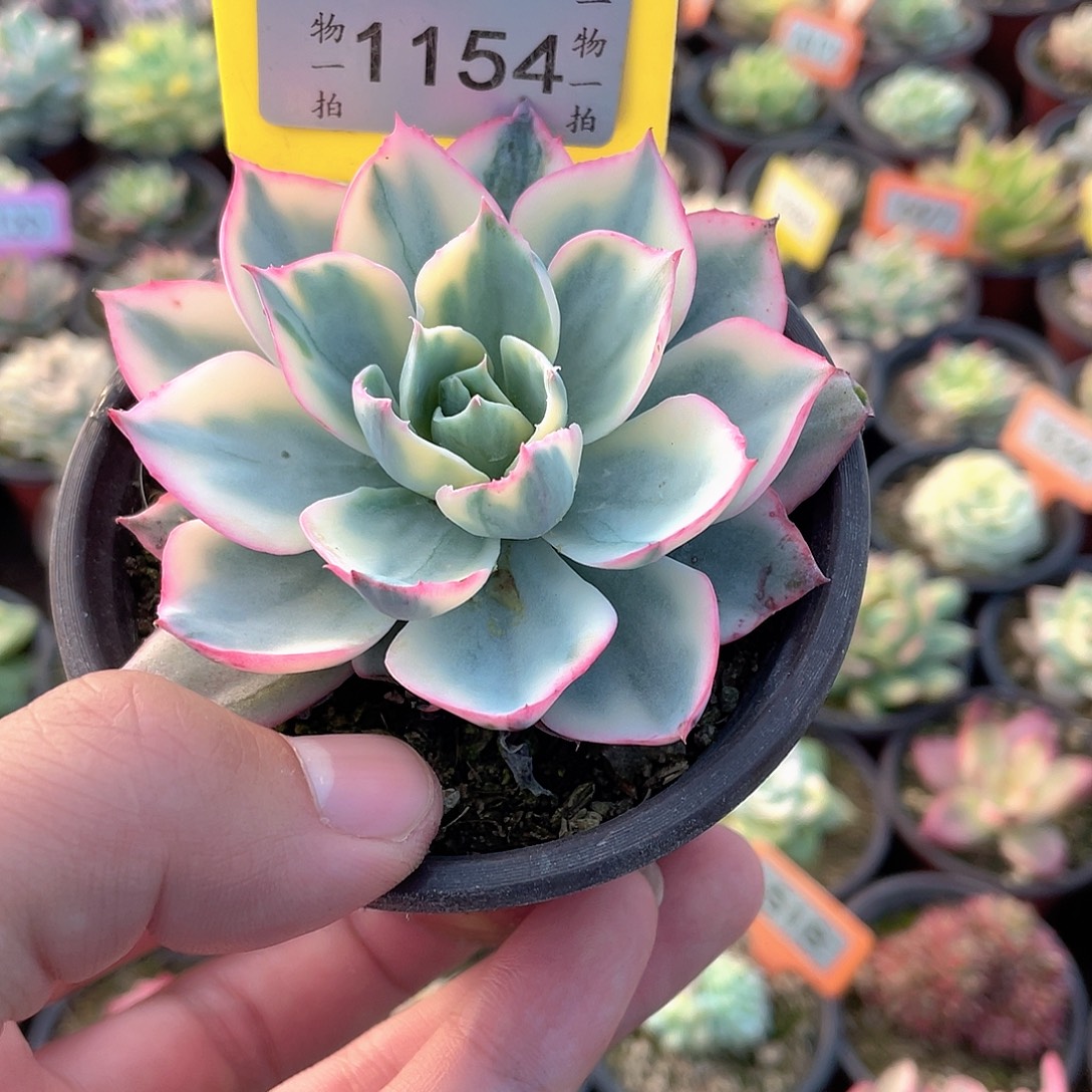 阿美星锦1154号多肉