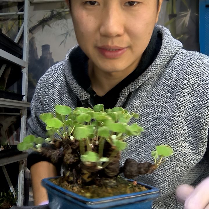 8***5中青园艺一物一拍花185