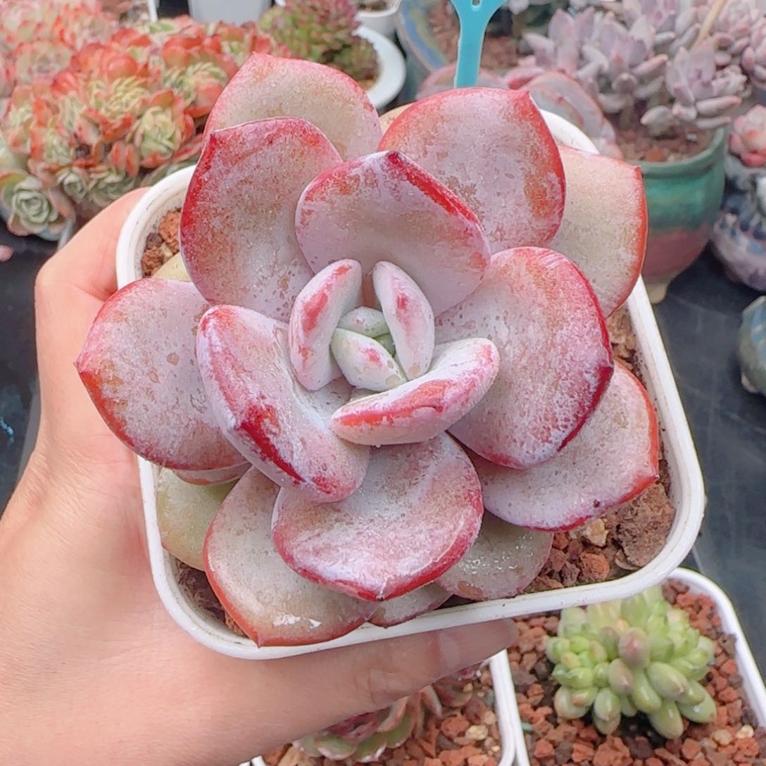 多肉植物9446！mmmmmmm