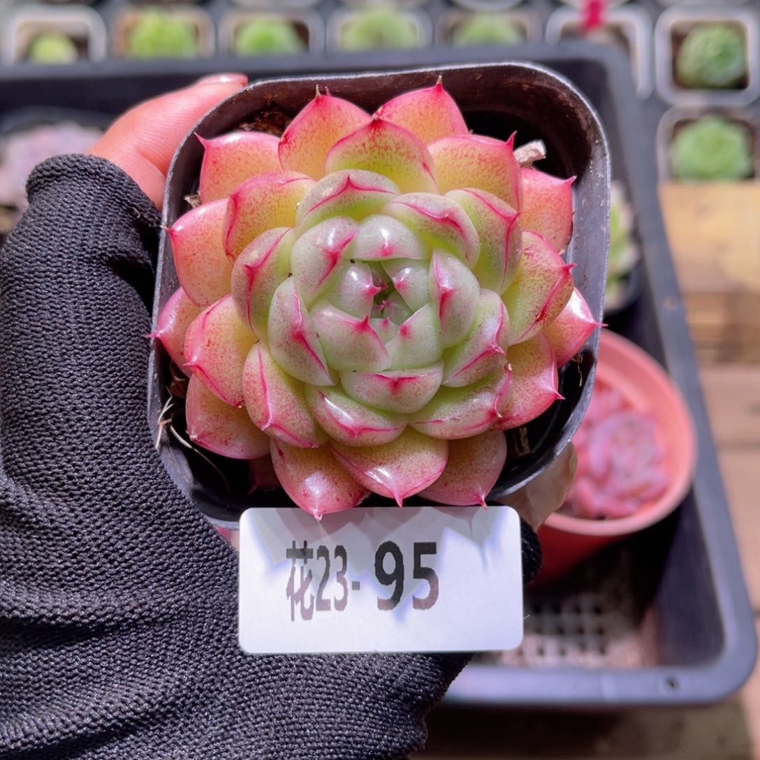 花23-95海王单头