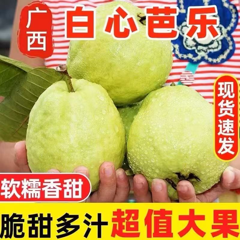广西白心奶油芭乐现摘现发