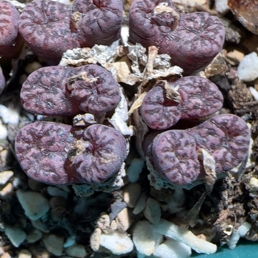 1.20，马克李子，上播福利，9005