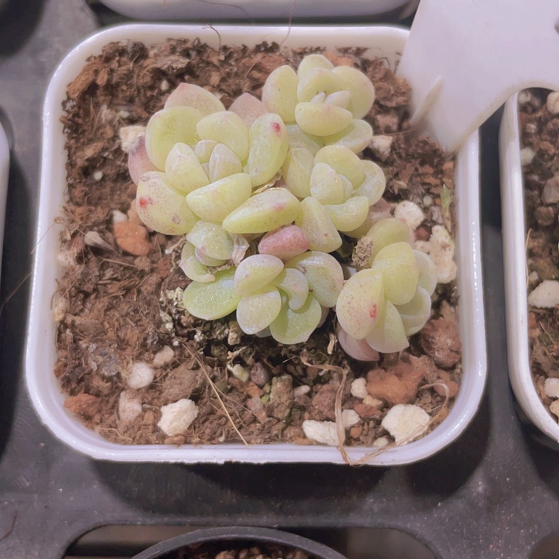 冰玉a097一物一拍