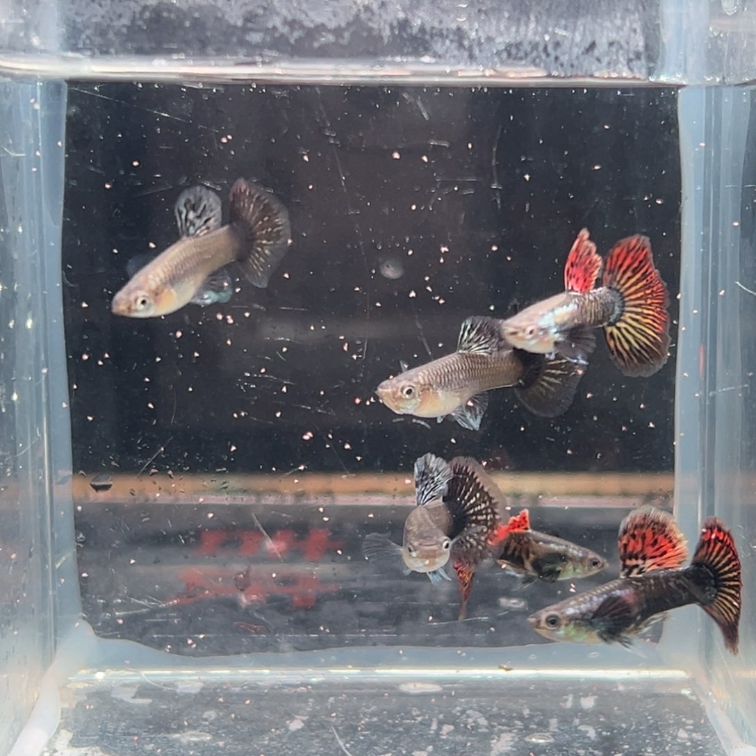 孔雀鱼大背红龙3对