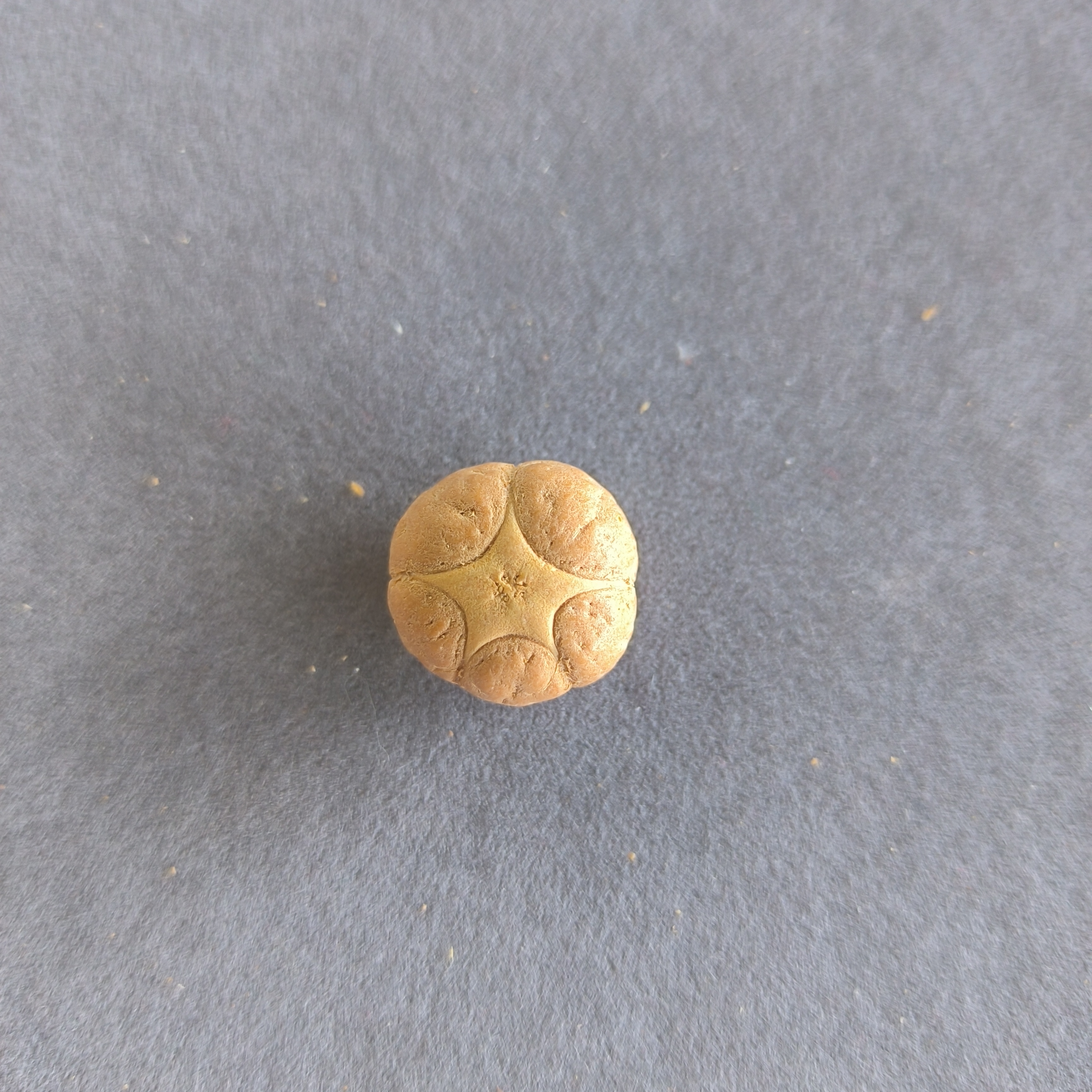 【WF518054】直径18mm厚12mm五星单颗尼泊尔凤眼菩提