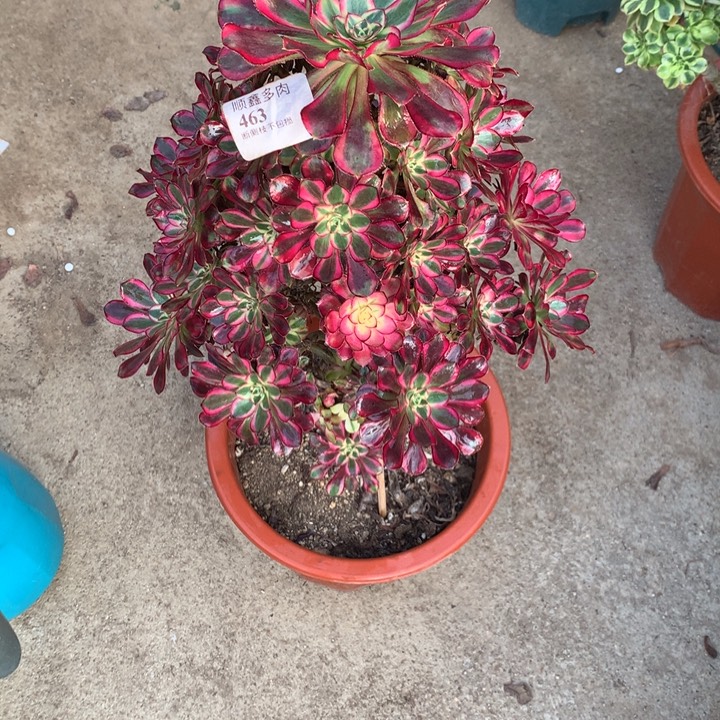 463冰淇淋多肉植物特价