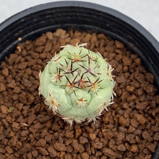 一物一拍 实生血斑大玉帝王丸 仙人球 