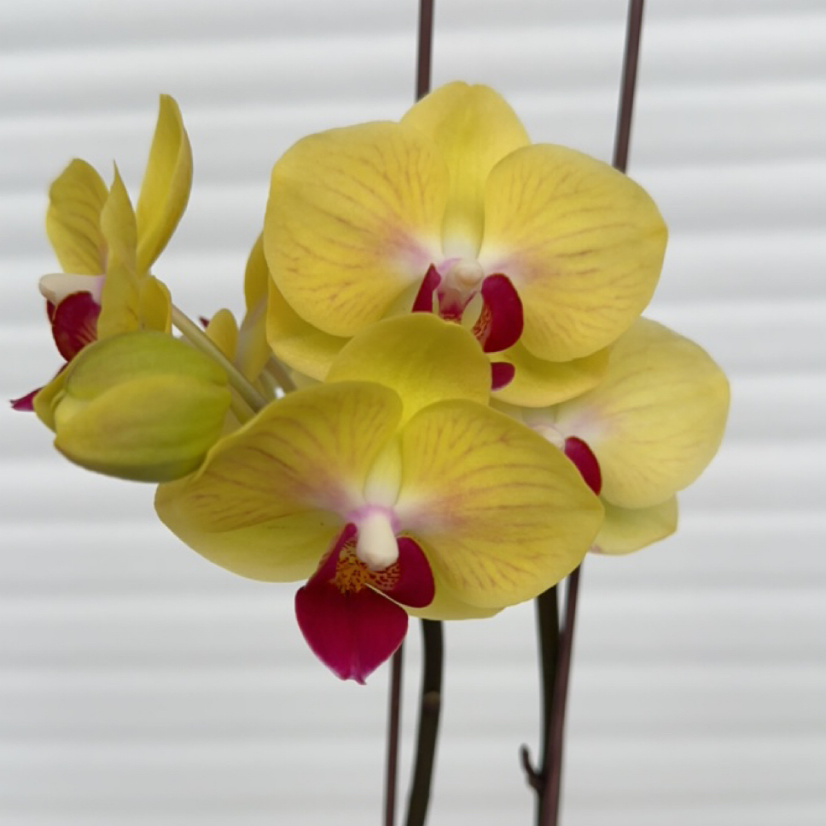 【菠萝蜜】3.0寸 带花带花苞