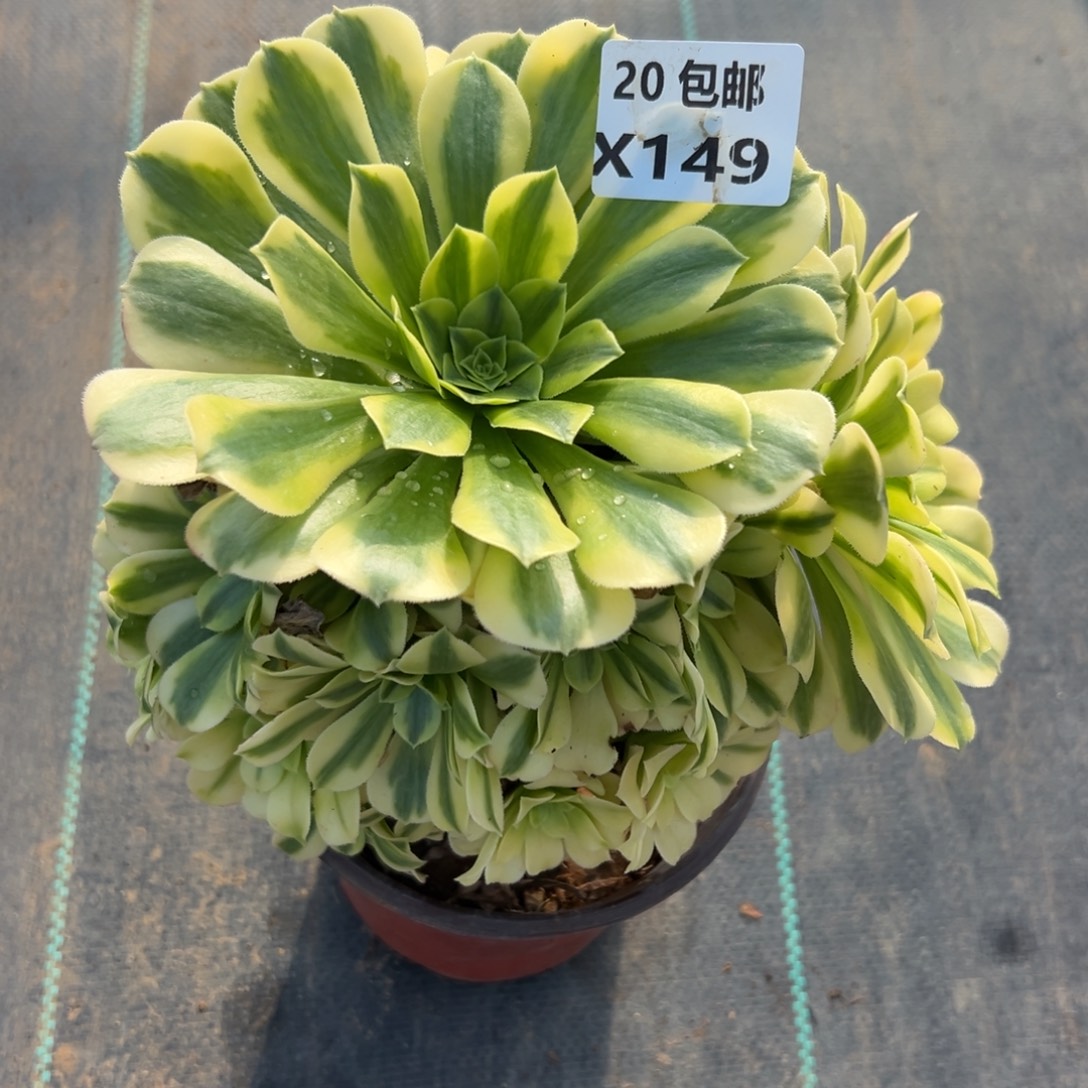 149金丝，满20包邮嘟叮熊