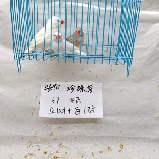 德***丰珍珠鸟全品白一对+驼母