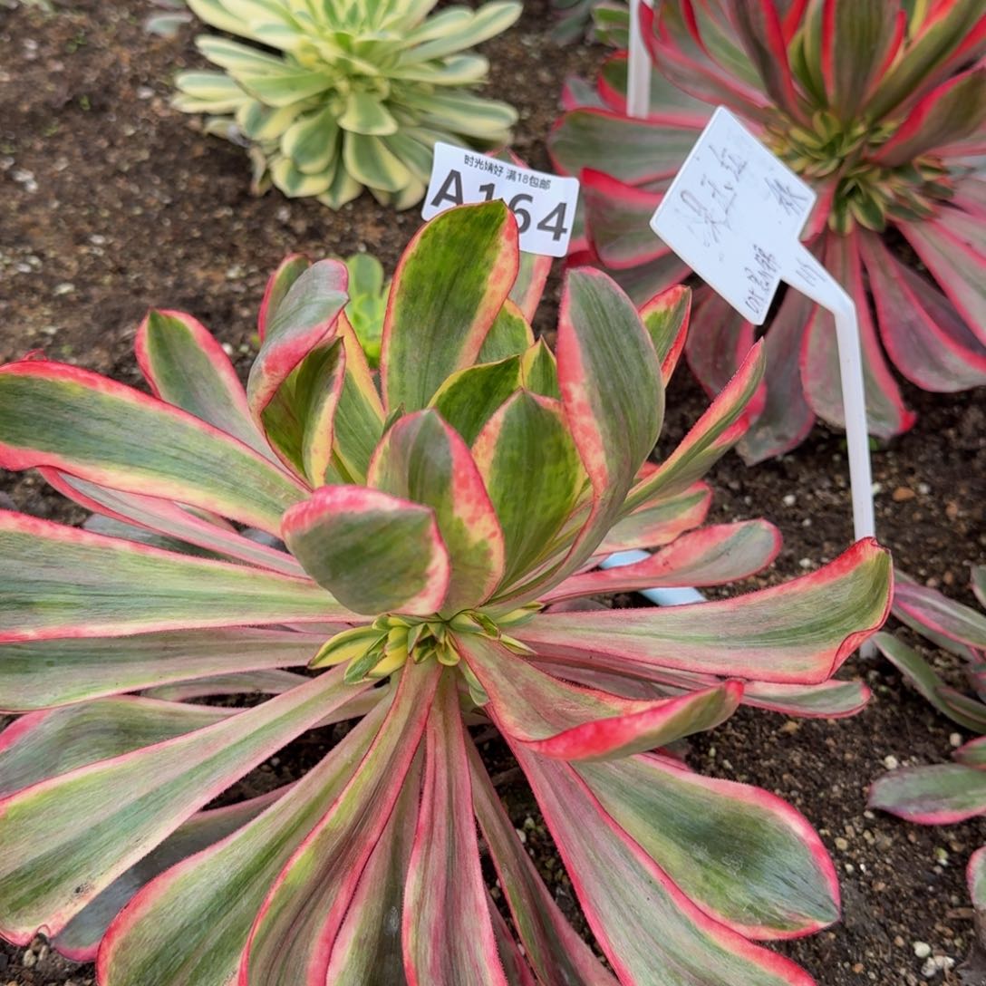 164红魔女寄养到春