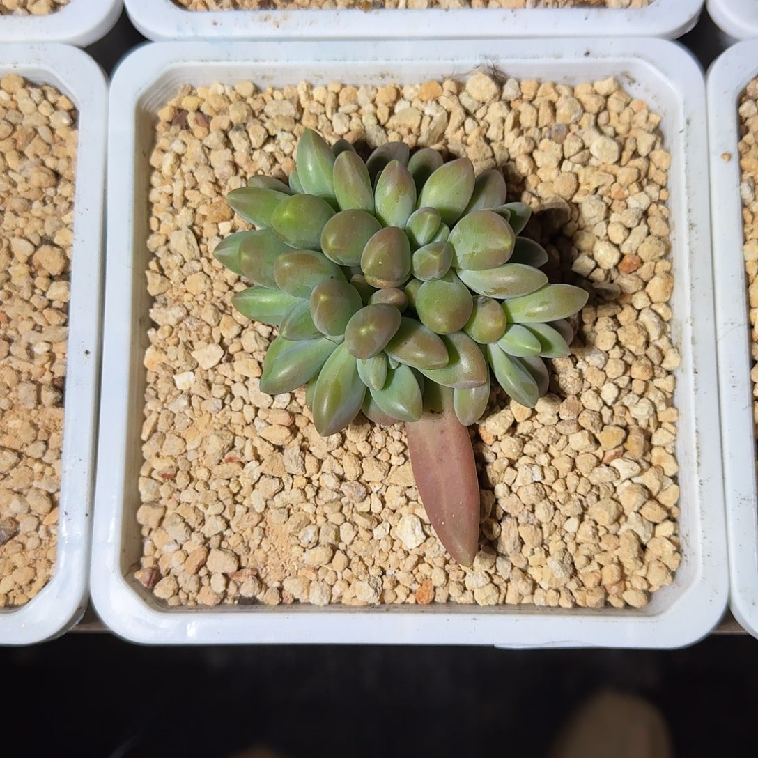 戴蒙德 群生 一物一拍