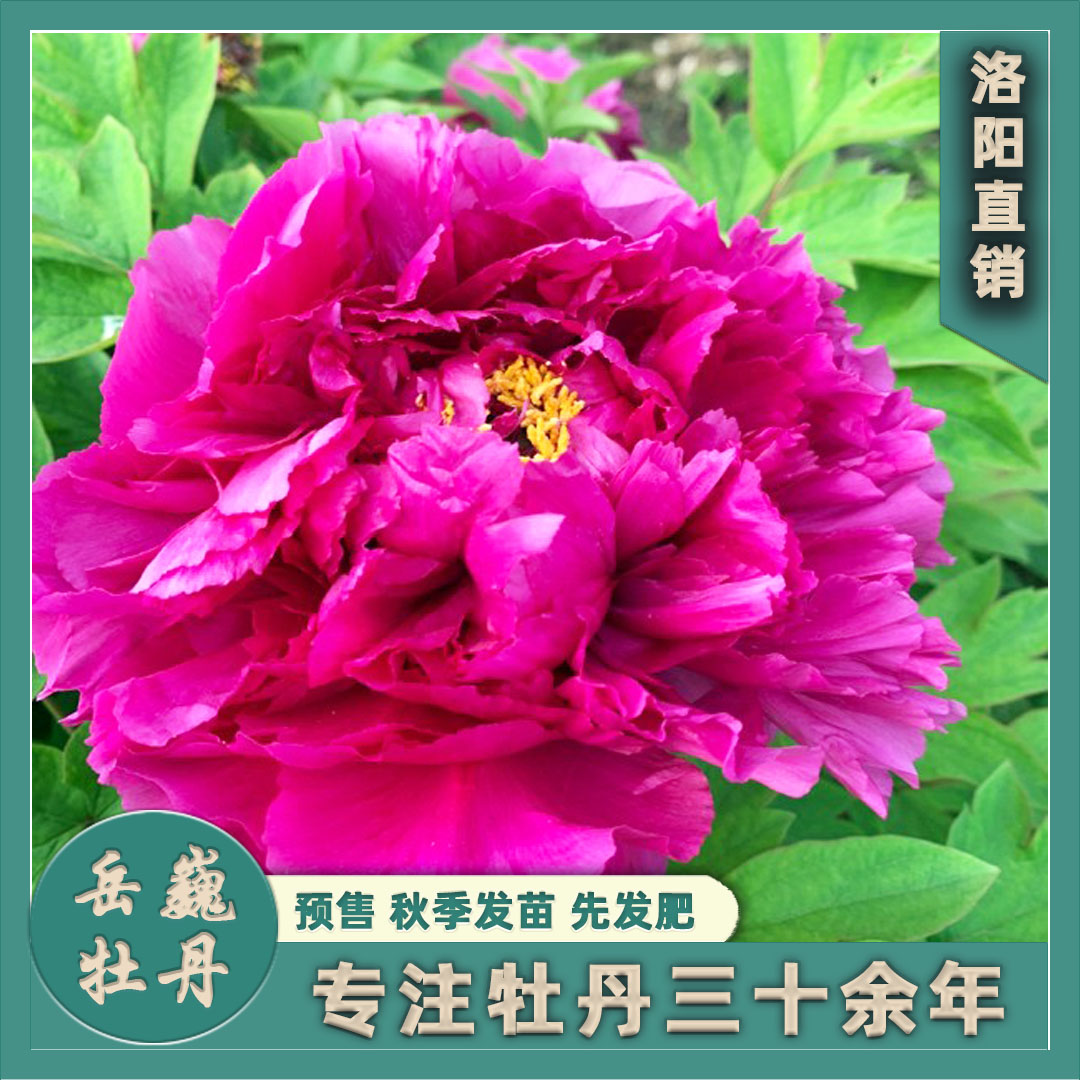 【红色系-洛阳红】观赏牡丹重瓣大花盆栽花卉庭院种植基地（无花）