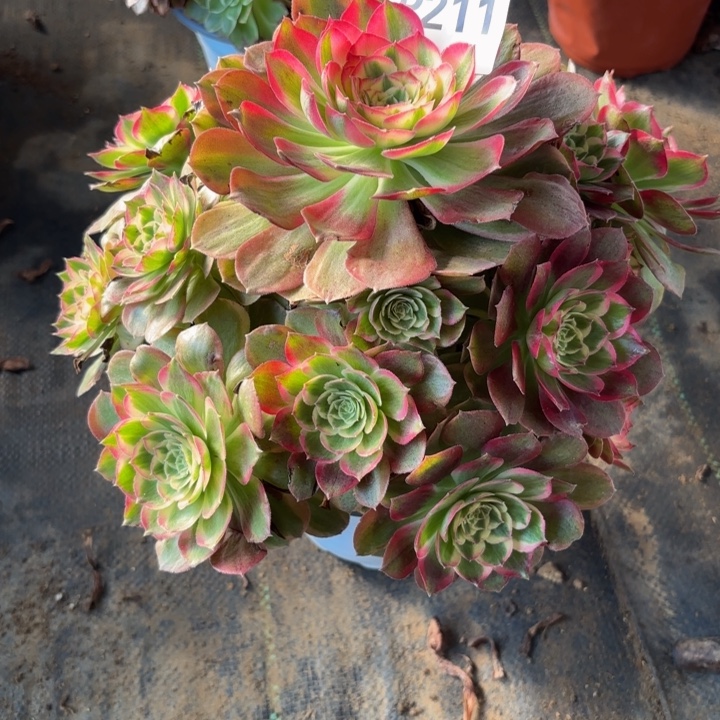 瑞妈。。。。。。211千禧