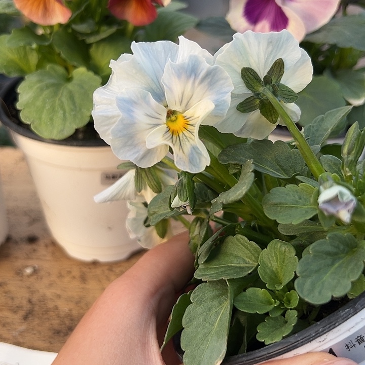 红陶抖音直播闪拍181