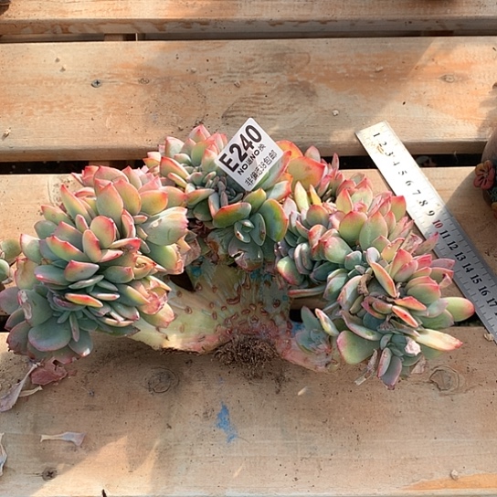 巨无霸血凤缀化240 亏本处理退款拉黑需延迟发货