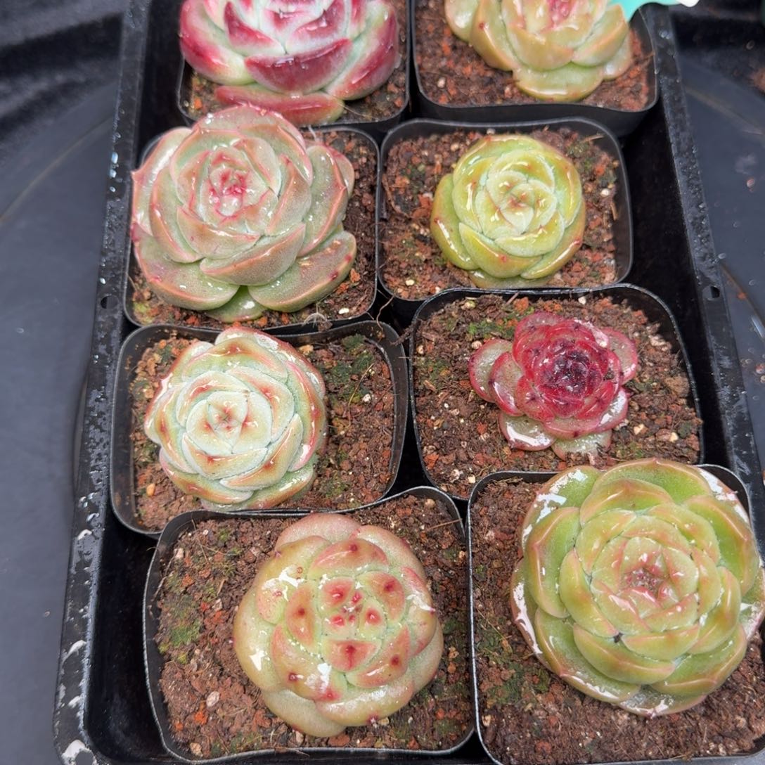 从前慢多肉精选编号1219.204