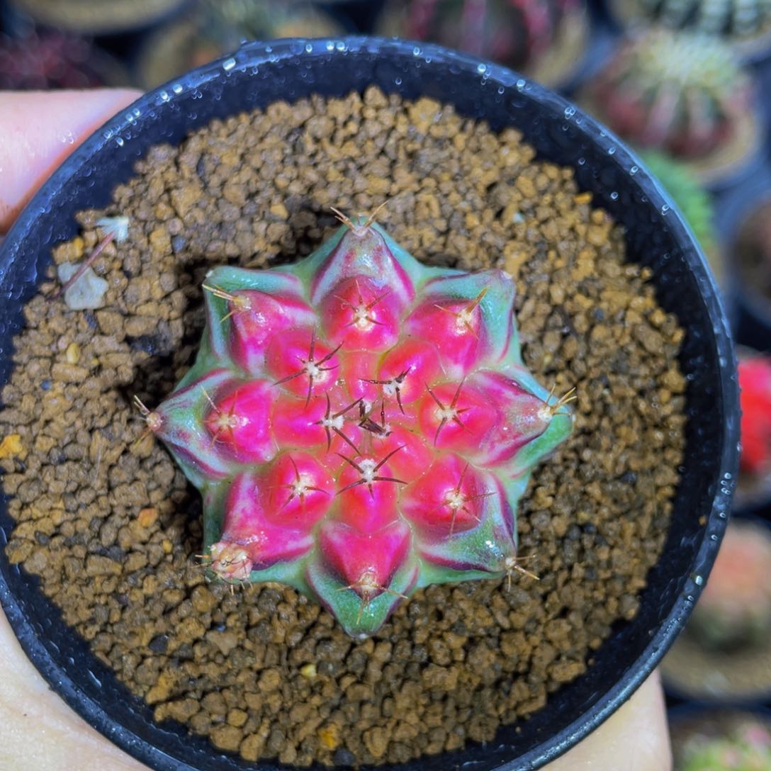 米哈星球0000000601