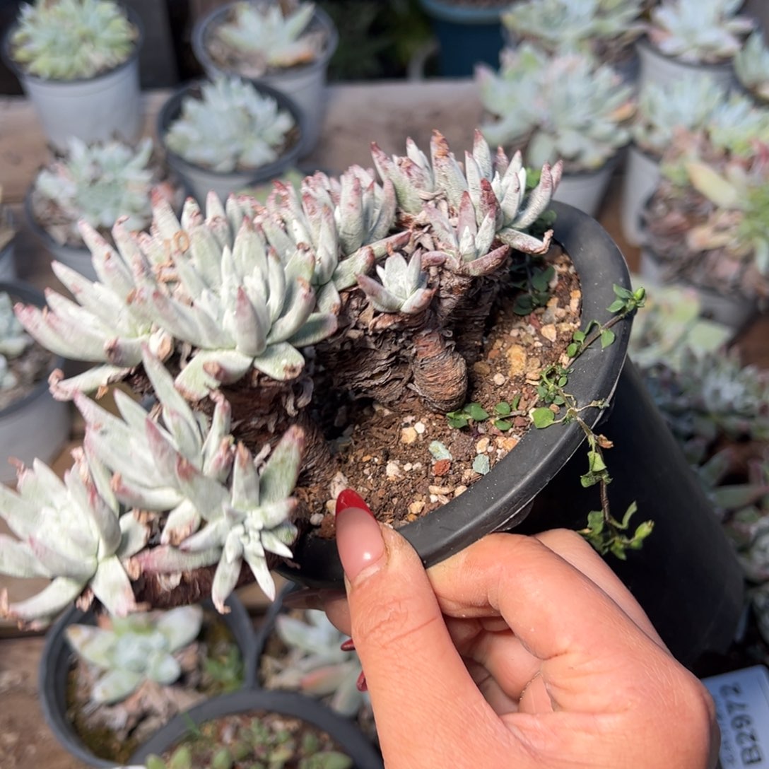 335哈哈哈哈哈哈哈哈多肉