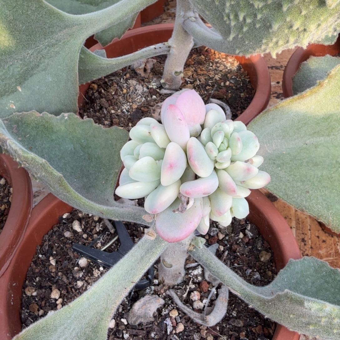 锋***月香水锦，多肉锦多肉