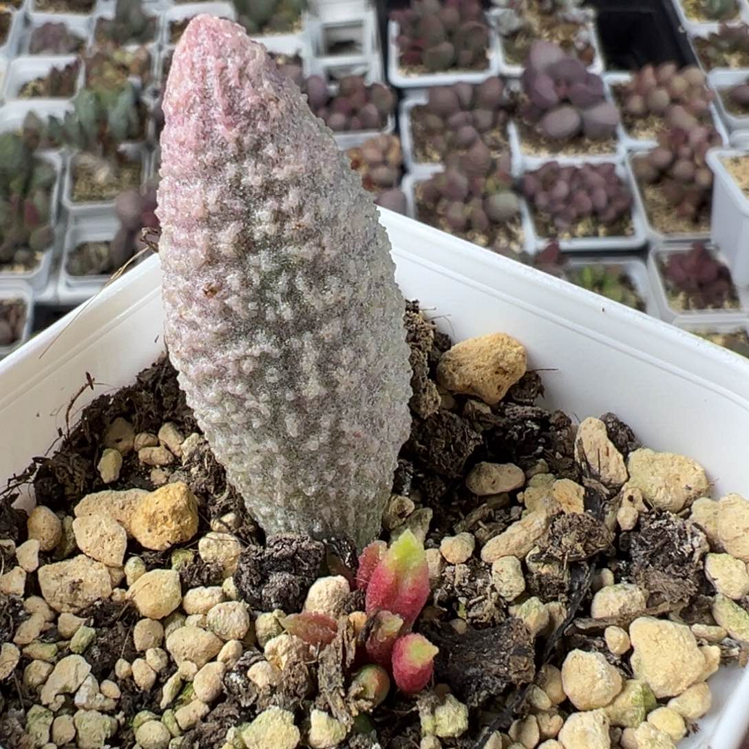 实生底叶苗纹路款多肉植物水泡