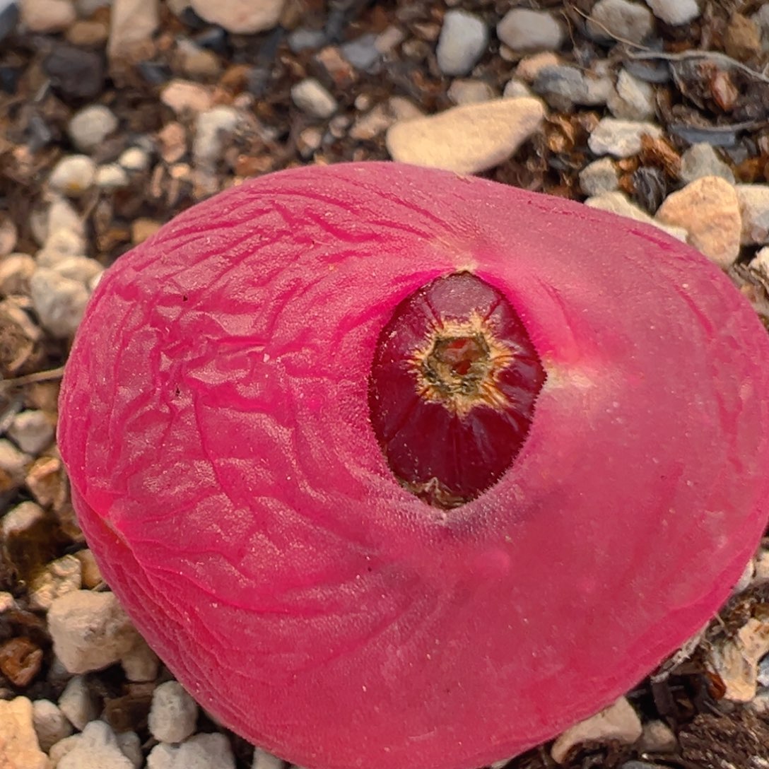 154多肉植物百科知识