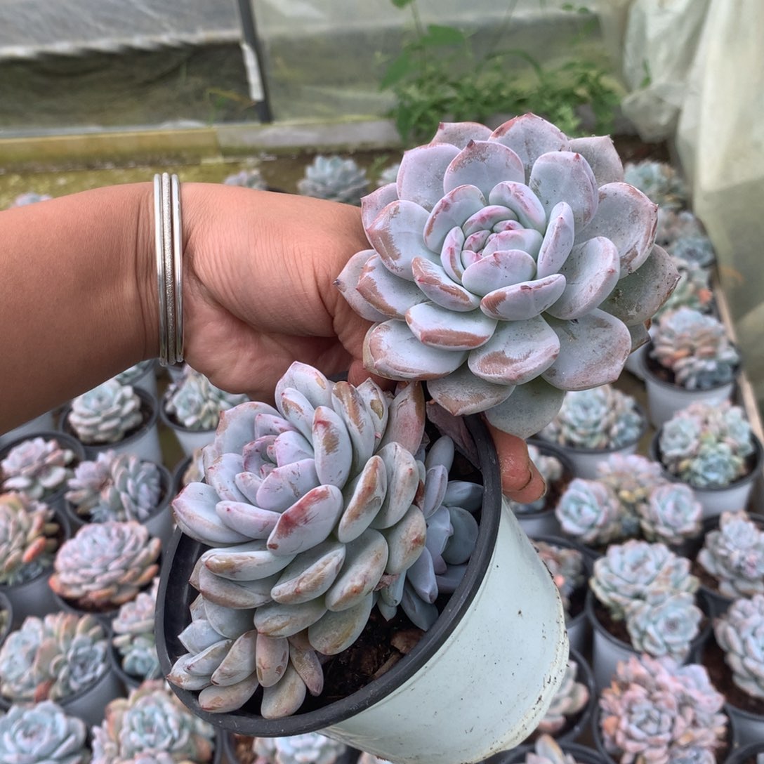 无花朵哈哈哈哈哈哈哈哈哈16