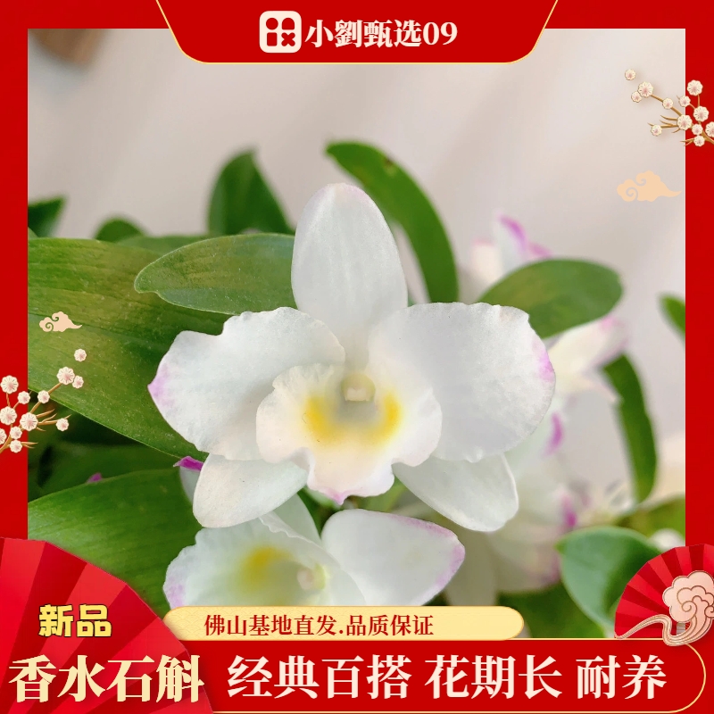 【香水石斛09】精美兰花