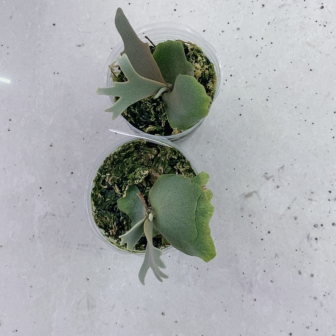 无花朵OMG Nano鹿角蕨