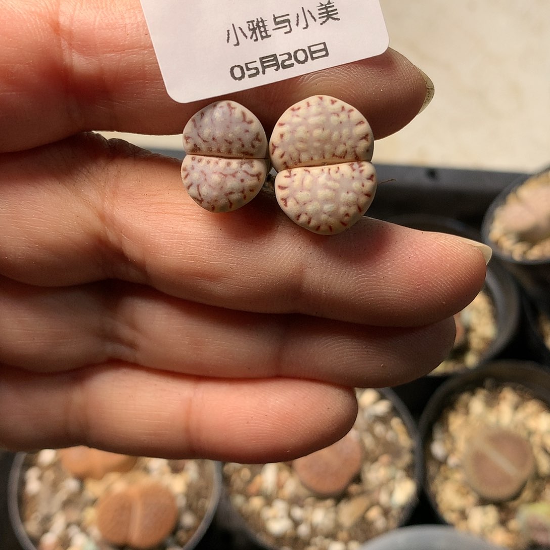 B152多肉植物保护研究所