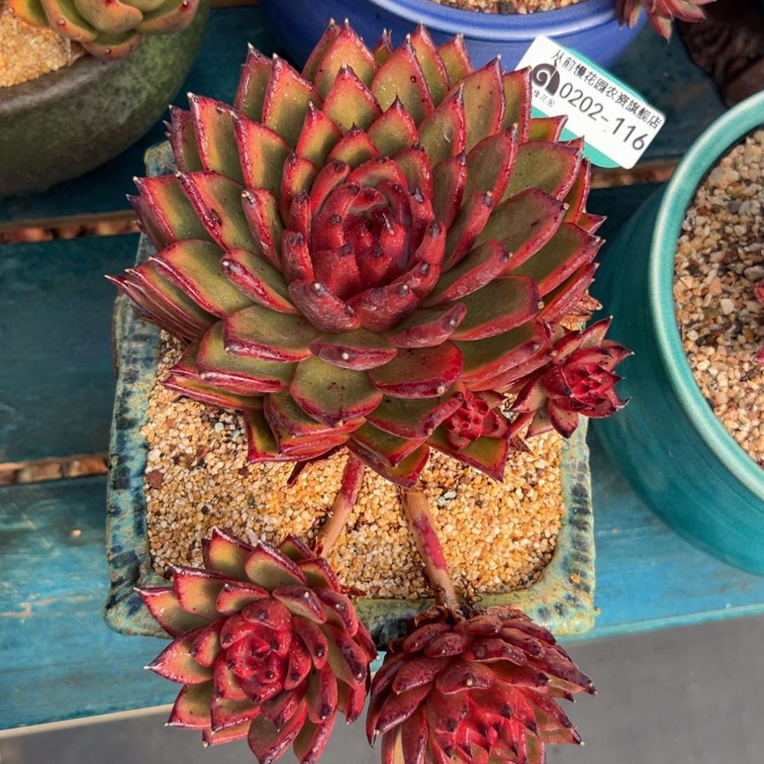 多肉一物一拍0202-116