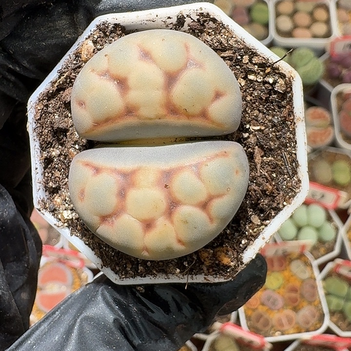 生石花2:：。紫折。 290号。 3.5左右