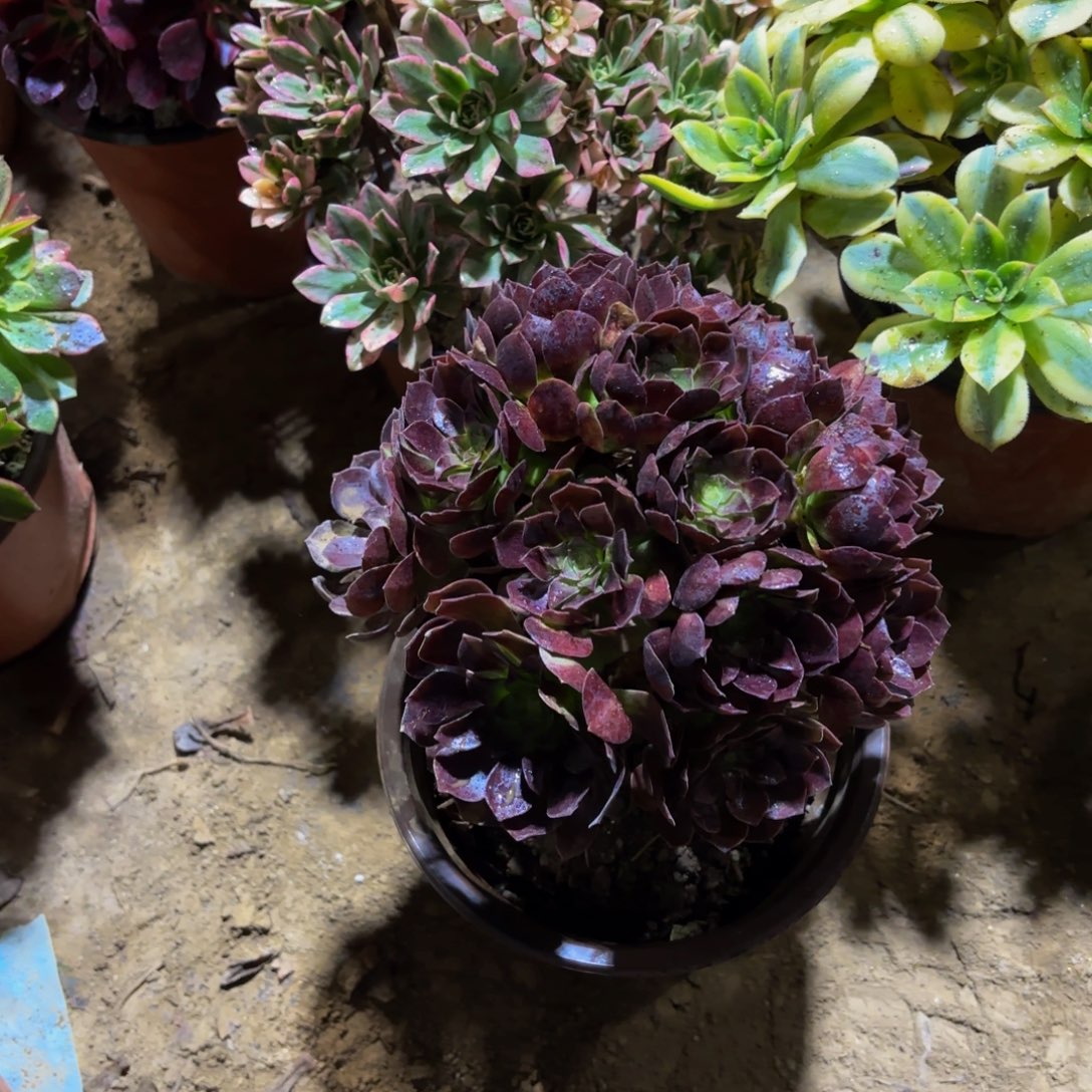 黑金玫瑰绣球9.9多肉植物