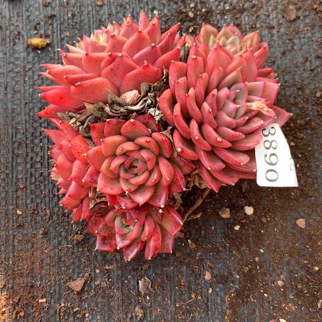 3890 杂交精品基地11厘米